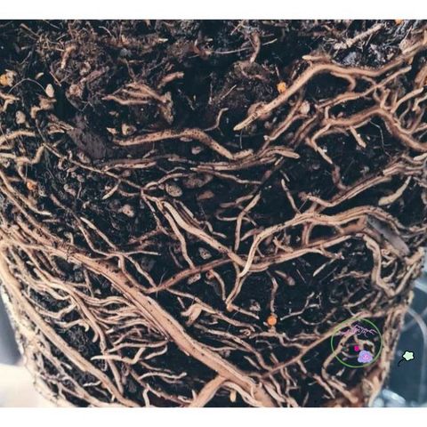 Giá Thể Trồng Cây Kiểng Lá Monstera - Túi 1kg Trộn Sẵn Chất Lượng Cao Dành Cho Cây Cảnh Và Hoa Cảnh Tại Nhà