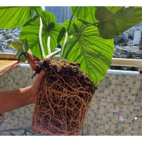 Giá Thể Trồng Cây Kiểng Lá Monstera - Túi 1kg Trộn Sẵn Chất Lượng Cao Dành Cho Cây Cảnh Và Hoa Cảnh Tại Nhà