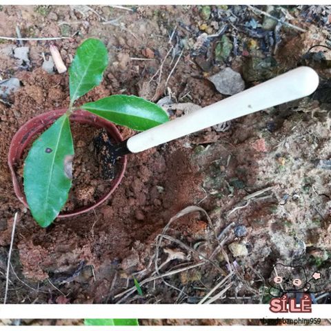 Bộ Dụng Cụ Làm Vườn Mini 3 Món - Xẻng, Cào Đất, Cây Ba Chia - Dụng Cụ Hoàn Hảo Cho Tín Đồ Yêu Cây Cảnh Tại Nhà