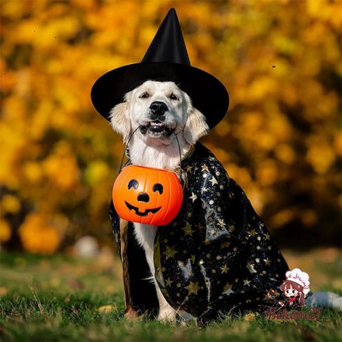 Set 10 Nón Phù Thủy Màu Đen - Phụ Kiện Hóa Trang Halloween Cho Tiệc Cosplay, Trang Trí Nhà Cửa, Quà Tặng Thú Vị