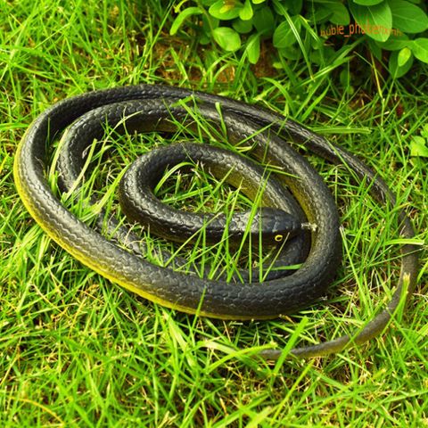 Con Rắn Giả Cao Su 120CM - Đồ Chơi Troll Hù Dọa, Quà Tặng Vui Nhộn Cho Trẻ Em và Tình Yêu Thú Cưng