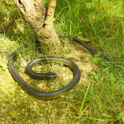 Con Rắn Giả Cao Su 120CM - Đồ Chơi Troll Hù Dọa, Quà Tặng Vui Nhộn Cho Trẻ Em và Tình Yêu Thú Cưng