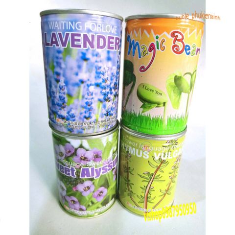 Hộp Hạt Giống Đậu Độc Đáo - Khám Phá Cây Trồng Tại Nhà với 50 Hạt Giống và Hướng Dẫn Chi Tiết