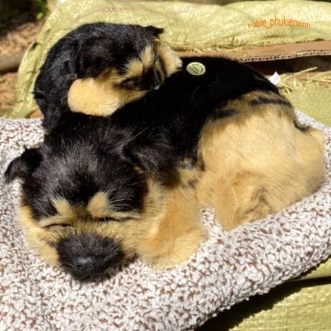 Chó PUG Bông Đôi Mẹ Con - Thú Bông Giống Thật 99% Lọc Không Khí và Khử Mùi, Trang Trí Xe Hơi, Đồ Chơi Ngộ Nghĩnh