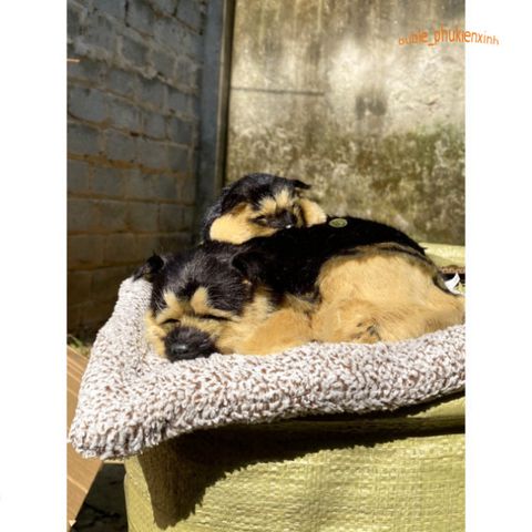 Chó PUG Bông Đôi Mẹ Con - Thú Bông Giống Thật 99% Lọc Không Khí và Khử Mùi, Trang Trí Xe Hơi, Đồ Chơi Ngộ Nghĩnh
