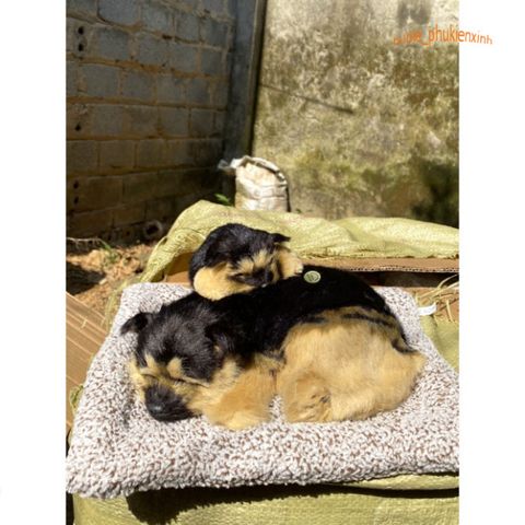 Chó PUG Bông Đôi Mẹ Con - Thú Bông Giống Thật 99% Lọc Không Khí và Khử Mùi, Trang Trí Xe Hơi, Đồ Chơi Ngộ Nghĩnh