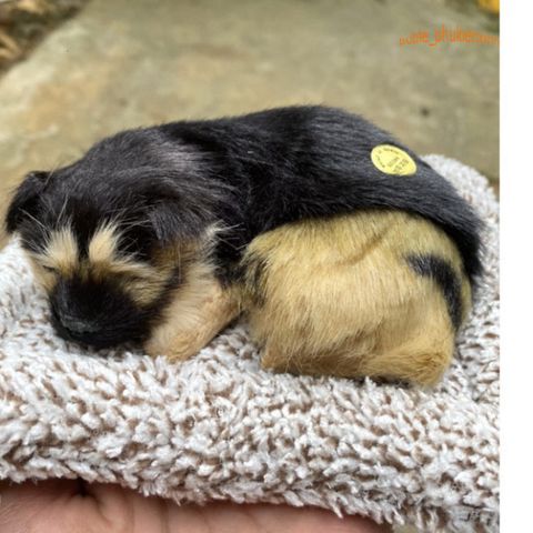 Chó PUG Thú Bông Hoạt Tính Khử Mùi - Đồ Trang Trí Dễ Thương Cho Ô Tô và Không Gian Sống, An Toàn Cho Trẻ Nhỏ