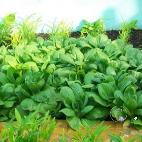 Đất trồng Thủy Cam 1kg - Phối trộn xơ dừa và dinh dưỡng nuôi trùn quế cho cây xanh tốt, không cần phân bón hóa học