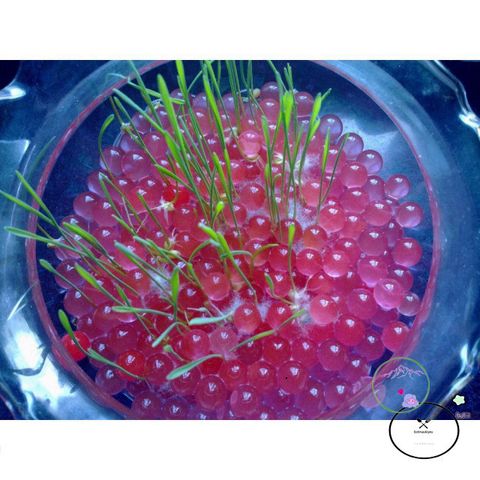 Hạt Tinh Thể Thủy Sinh Nở 10g - Giải Pháp Trang Trí Cây Cảnh Nhiều Màu Sắc - Tăng Cường Phát Triển Sinh Trưởng Cây Trồng