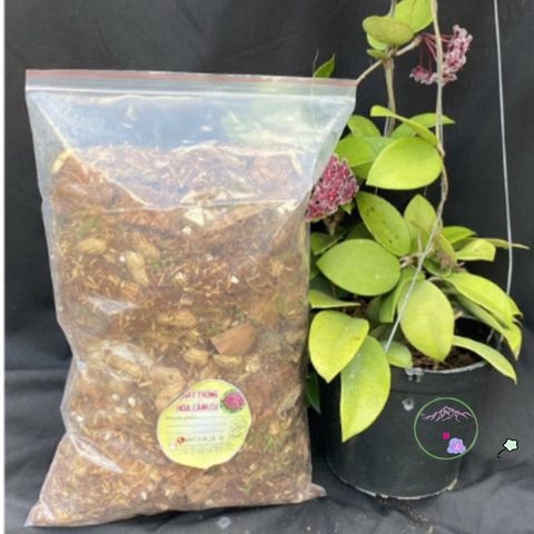 Giá thể trồng Hoya độ ẩm 20% - Hạt nở chuyên dụng cho cây giống & cây trưởng thành, thoát nước tốt, vi sinh tự nhiên.