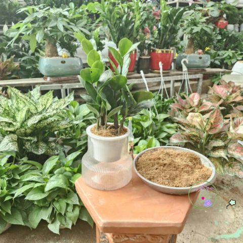 Gói Giá Thể Trồng Thủy Sinh 200g - Mùn Dừa Đỏ, Phân Hữu Cơ, Dành Cho Cây Thủy Sinh - Phụ Gia Tăng Cường Dinh Dưỡng