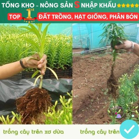 Viên Đất Nén Xơ Dừa Kháng Khuẩn - Giải Pháp Trồng Rau Sạch và Hạt Giống Tiện Lợi, Chất Dinh Dưỡng Tự Nhiên Hữu Cơ