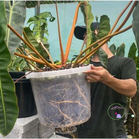 Giá thể trồng cây kiểng lá Monstera 1kg - Chất lượng cao, trộn sẵn cho cây cảnh, hoa và bonsai, dễ sử dụng tại nhà, vườn sân thượng.