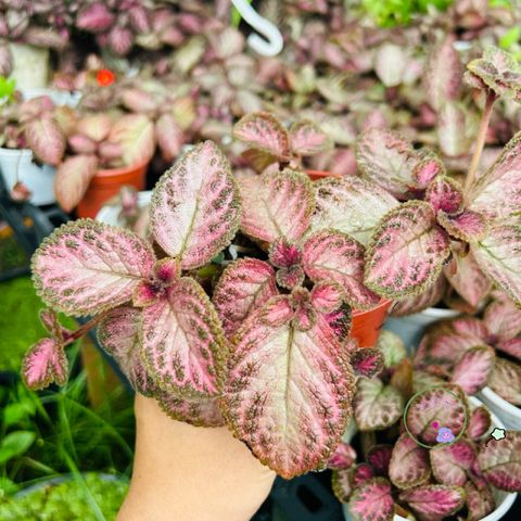 Gói 1kg Tro Trấu Hun Đã Xử Lý - Chất Liệu Trồng Cây Tơi Xốp, Giữ Ẩm và Tăng Dinh Dưỡng Cho Rau Và Cây Cảnh