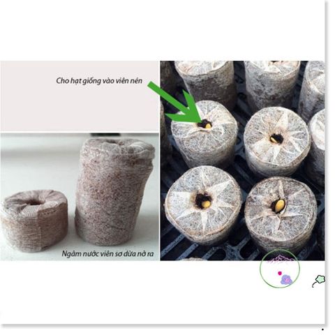 100 Viên Nén Xơ Dừa ươm Hạt - Giúp Nảy Mầm và Phát Triển Cây Trồng Tự Nhiên, Thân Thiện Môi Trường, Dễ Sử Dụng