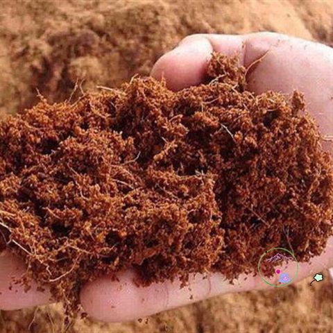 Mùn xơ dừa chất lượng cao 1 kg - Giá thể trồng lan, cây cảnh và rau mầm tự nhiên, giữ ẩm và tăng cường dinh dưỡng cho cây trồng