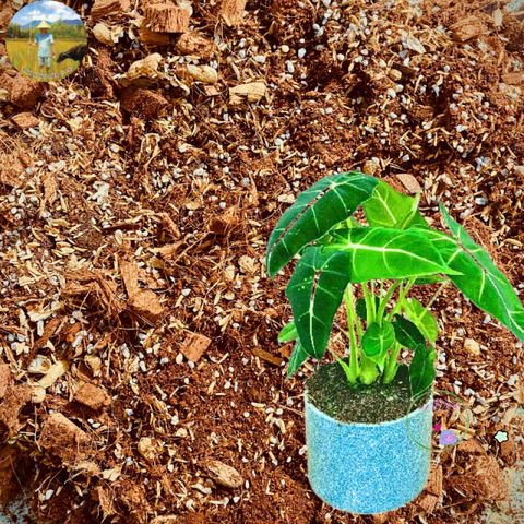 Gói Giá Thể 5dm3 Cho Cây Kiểng Lá Monstera - Phân Bón Giữ Ẩm, Thoát Nước Tốt, Trang Trí Không Gian Sống