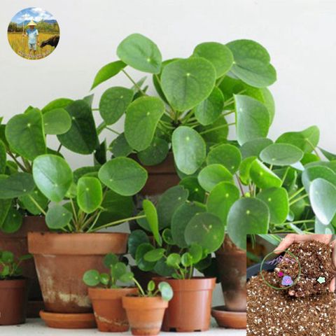 Gói Giá Thể 5dm3 Cho Cây Kiểng Lá Monstera - Phân Bón Giữ Ẩm, Thoát Nước Tốt, Trang Trí Không Gian Sống
