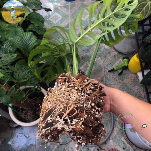 Gói Giá Thể 5dm3 Cho Cây Kiểng Lá Monstera - Phân Bón Giữ Ẩm, Thoát Nước Tốt, Trang Trí Không Gian Sống