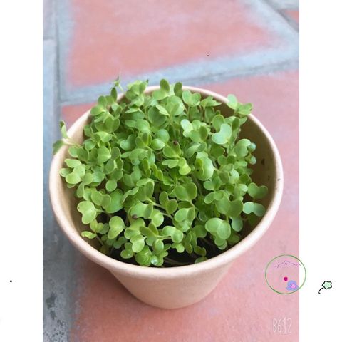 Bộ Dụng Cụ Trồng Cây Ô-Seed - Gieo Hạt Cải Mơ và Tạo Nên Những Điều Kỳ Diệu Cho Mọi Giấc Mơ