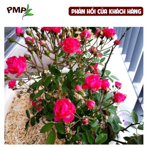 Vỏ Lạc Nghiền Hữu Cơ BIO PMP - Giá Thể Trồng Cây, Giúp Giữ Ẩm, Tăng Mùn và Phát Triển Hệ Vi Sinh Tốt Nhất 1kg