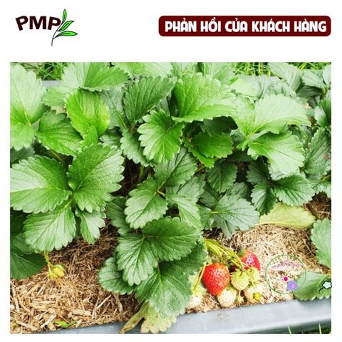 Vỏ Lạc Nghiền Hữu Cơ BIO PMP - Giá Thể Trồng Cây, Giúp Giữ Ẩm, Tăng Mùn và Phát Triển Hệ Vi Sinh Tốt Nhất 1kg