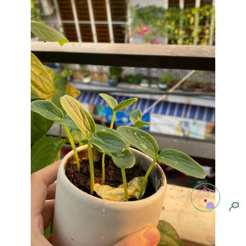 Bộ Trồng Cây Ô-Seed - Hạt Giống Dưa Chuột Vui Vẻ Kèm Hướng Dẫn Gieo Hạt và Quà Tặng Bất Ngờ - Khám Phá Điều Kỳ Diệu