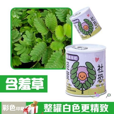 Bộ trồng cây mini tự động nảy mầm - Hạt giống hoa và trái cây cho bé, học STEM, chăm sóc cây tại nhà