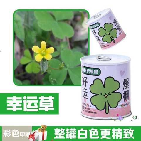 Bộ trồng cây mini tự động nảy mầm - Hạt giống hoa và trái cây cho bé, học STEM, chăm sóc cây tại nhà