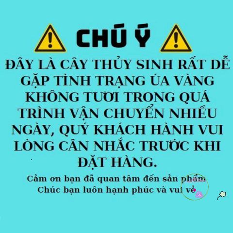 Đất ươm hạt sen đá hữu cơ 1Kg - Hỗn hợp phù sa và cát chuẩn, tăng tỷ lệ sống cho cây giống khỏe mạnh