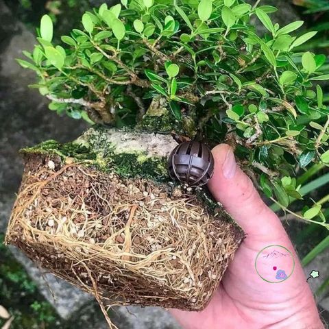Giá Thể Trồng Cây Bonsai Promix 14L - Hỗn Hợp Chuyên Nghiệp Giữ Ẩm và Dinh Dưỡng Cho Cây Cảnh