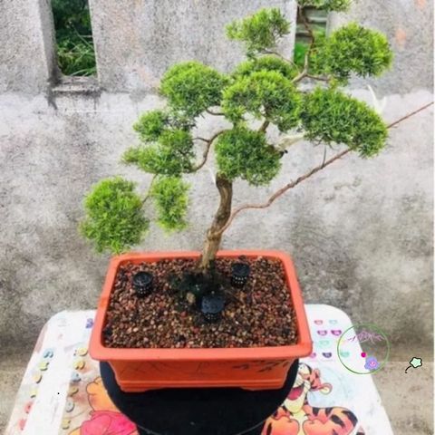 Giá Thể Trồng Cây Bonsai Promix 14L - Hỗn Hợp Chuyên Nghiệp Giữ Ẩm và Dinh Dưỡng Cho Cây Cảnh