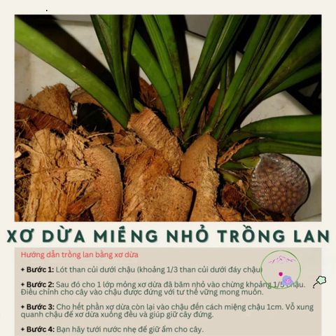 Xơ Dừa Xử Lý 100% Tươi - Giá Thể Trồng Hoa Lan Nhỏ Gọn, Giúp Kích Thích Rễ Phát Triển, Giữ Ẩm Tốt