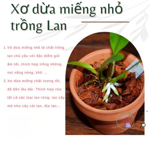 Xơ Dừa Xử Lý 100% Tươi - Giá Thể Trồng Hoa Lan Nhỏ Gọn, Giúp Kích Thích Rễ Phát Triển, Giữ Ẩm Tốt