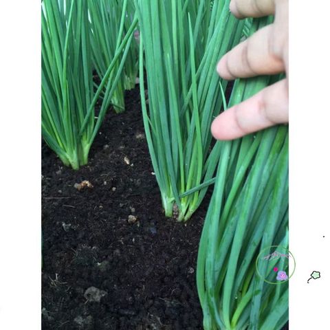 Hạt Giống Bảo Vệ Vườn - 1kg Giúp Ngăn Ngừa Ốc Sên Hại Cho Rau Cây Và Hoa Kiểng - Hướng Dẫn Sử Dụng Đi Kèm