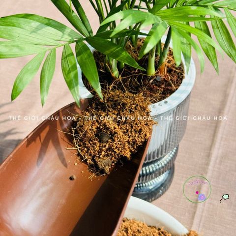 Giá thể trồng cây thủy sinh 200g - Dinh dưỡng cao, giữ ẩm tối ưu cho cây phát triển xanh tốt, an toàn cho mọi loại cây kiểng.