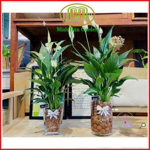 Viên Đất Nung Thủy Canh AQUA - Giá Thể Trồng Cây Sạch, Không Mùi, Đất Nung Không Nấm Mốc, Giải Pháp Trồng Cây Dễ Dàng, Kiểu Dáng Hiện Đại
