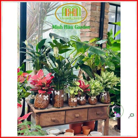 Viên Đất Nung Thủy Canh AQUA - Giá Thể Trồng Cây Sạch, Không Mùi, Đất Nung Không Nấm Mốc, Giải Pháp Trồng Cây Dễ Dàng, Kiểu Dáng Hiện Đại