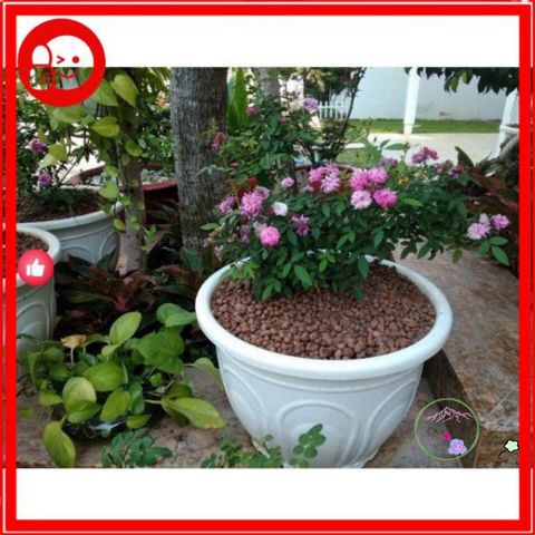 Viên đất nung Sfarm 1kg - Giải pháp hoàn hảo cho trồng lan, cây cảnh, rau mầm và thủy canh an toàn, dễ sử dụng.