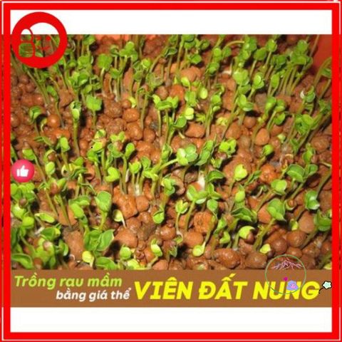 Viên đất nung Sfarm 1kg - Giải pháp hoàn hảo cho trồng lan, cây cảnh, rau mầm và thủy canh an toàn, dễ sử dụng.
