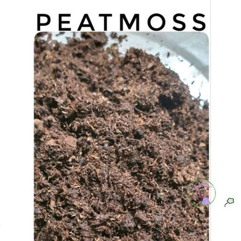 Gói 2kg Rêu Than Bùn Peat Moss Nhập Khẩu - Giá Thể Cao Cấp Cho ươm Hạt, Trồng Cây, Giâm Cành, Cải Thiện Đất