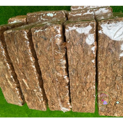 Bộ 10 viên nén xơ dừa băm 500G - Giá thể trồng lan, cây kiểng và cảnh quan lý tưởng cho mọi loại cây