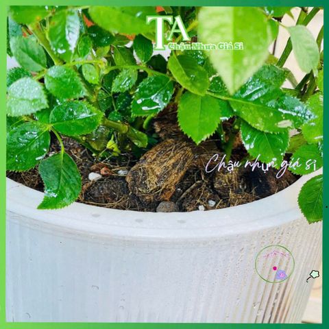 Túi 1KG Hỗn hợp Đất Trồng Hoa Phù Hợp Mọi Loại Cây, Dinh Dưỡng Giàu Có Cho Cây Monstera, Caladium, Pothos