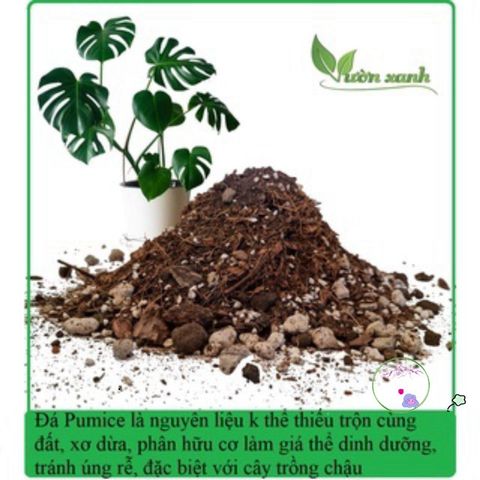 500gr Đá Bọt Núi Lửa Pumice (3-6mm) - Giải Pháp Xuất Sắc Cho Sen Đá, Xương Rồng và Cây Kiểng