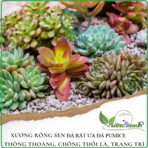 500gr Đá Bọt Núi Lửa Pumice (3-6mm) - Giải Pháp Xuất Sắc Cho Sen Đá, Xương Rồng và Cây Kiểng