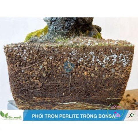 500gr Đá Bọt Núi Lửa Pumice (3-6mm) - Giải Pháp Xuất Sắc Cho Sen Đá, Xương Rồng và Cây Kiểng