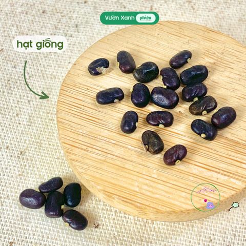 Bộ Kit Ươm Mầm Hạnh Phúc Mini - Quà Tặng Ý Nghĩa Cho Người Yêu Thiên Nhiên - Bao Gồm Hạt Giống, Chậu Giấy và Hướng Dẫn Trồng Cây