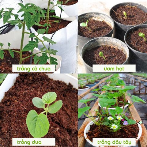 Viên nén giá thể hữu cơ từ mụn dừa lớn - Giải pháp trồng rau củ, hoa cảnh sạch và an toàn cho cây trồng, dễ sử dụng và tái sử dụng