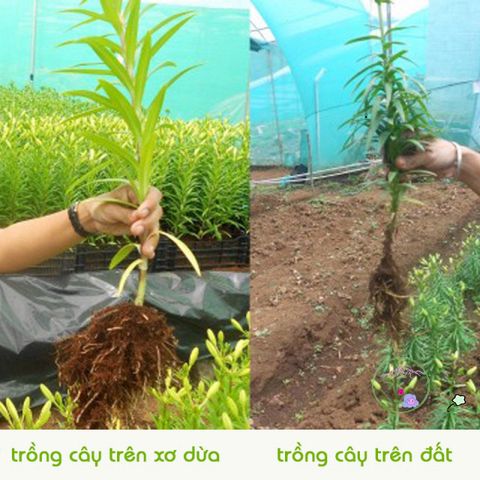 Viên nén giá thể hữu cơ từ mụn dừa lớn - Giải pháp trồng rau củ, hoa cảnh sạch và an toàn cho cây trồng, dễ sử dụng và tái sử dụng