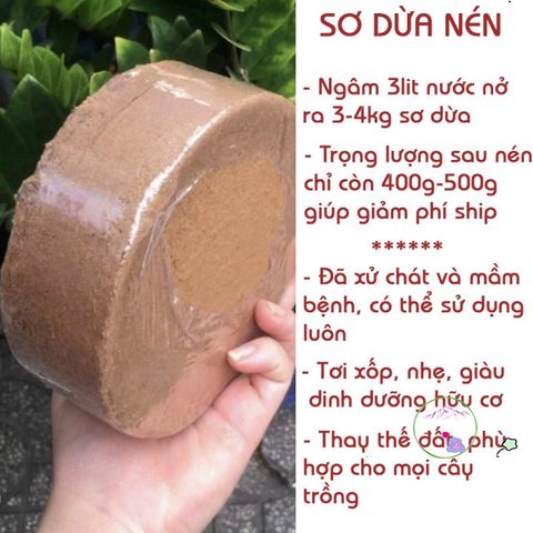Viên nén giá thể hữu cơ từ mụn dừa lớn - Giải pháp trồng rau củ, hoa cảnh sạch và an toàn cho cây trồng, dễ sử dụng và tái sử dụng